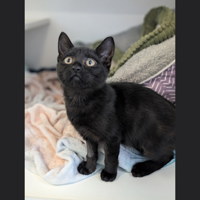 Photo of Rue