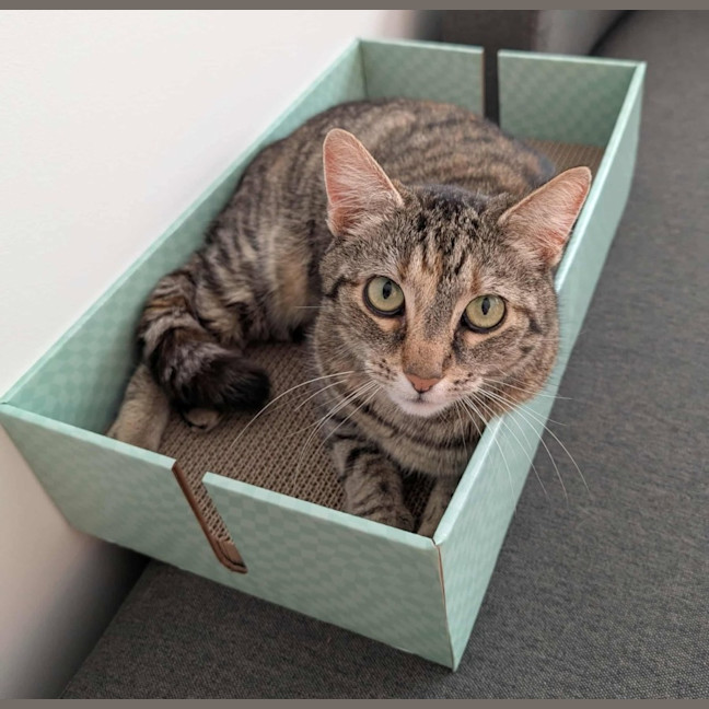 Photo of Hazel   In Foster Care In Brunswick East