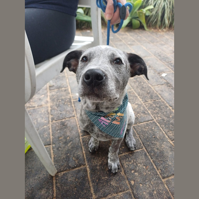 Photo of Diesel 
