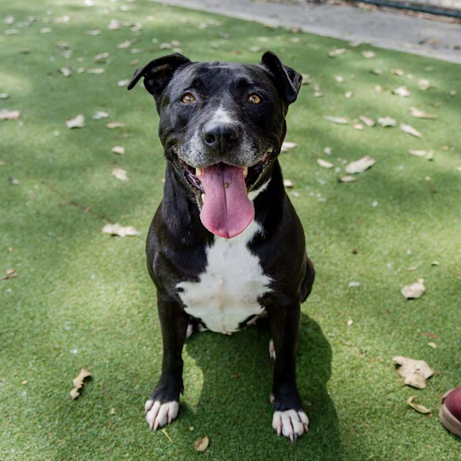 Photo of Koda