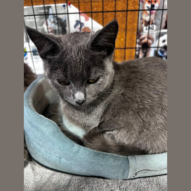 Photo of Pebbles 