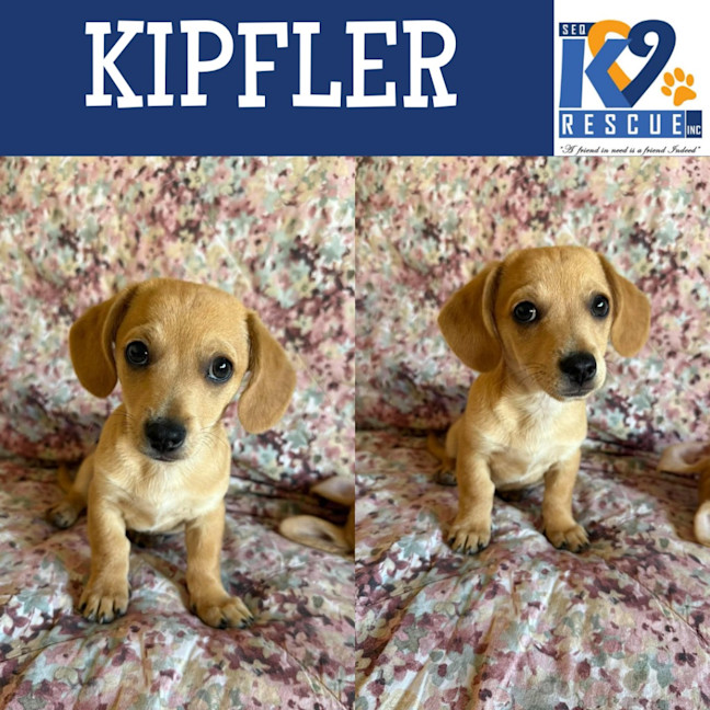 Photo of Kipfler