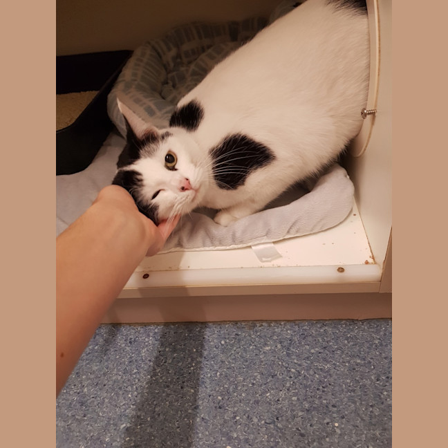 Photo of Meow Meow