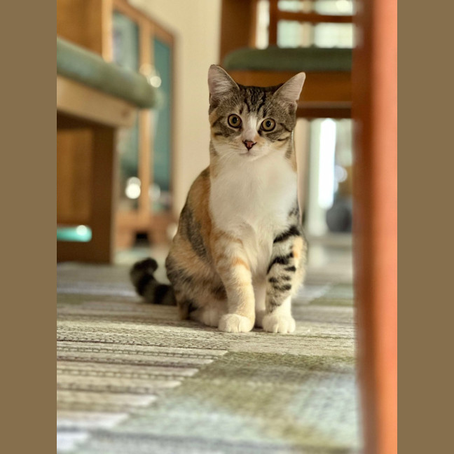 Photo of Elsie & Bee 