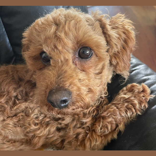 Photo of Coco