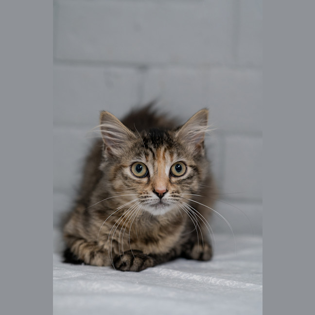 Photo of Ruby