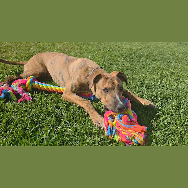 Photo of Tank