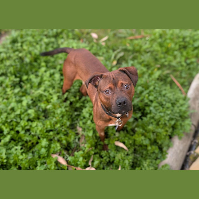Photo of Roo