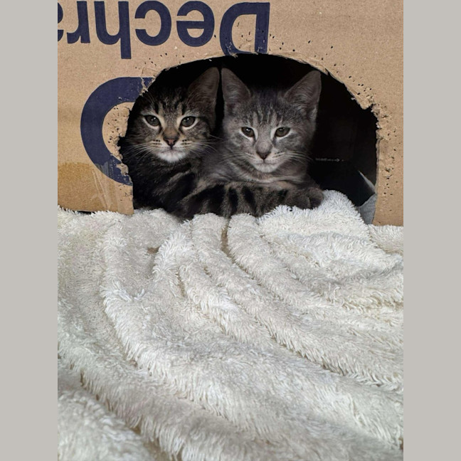 Photo of Vicki   Located In Pakenham