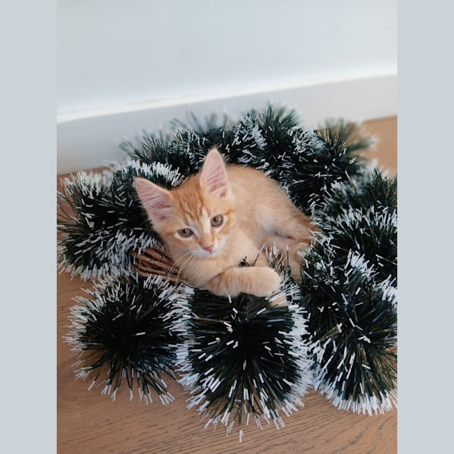 Photo of Albert And Kink