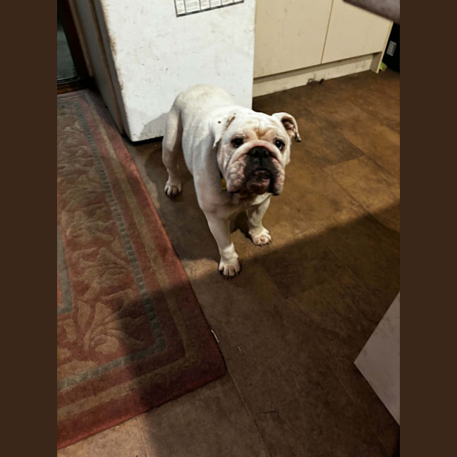 Photo of Gus 