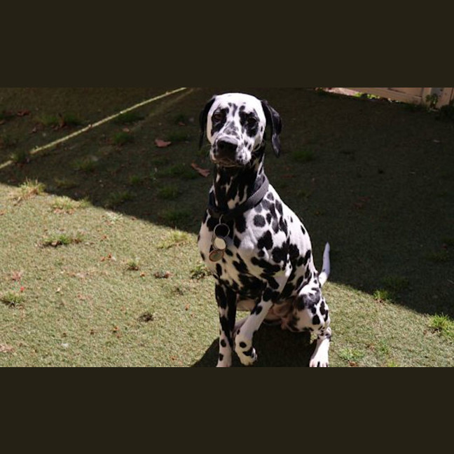 Photo of Lucy