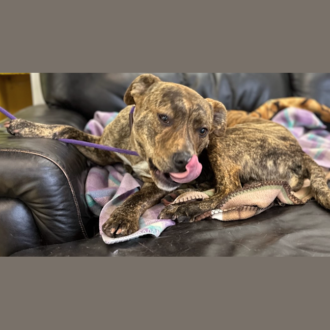 Photo of Sir Barnaby The Brindle