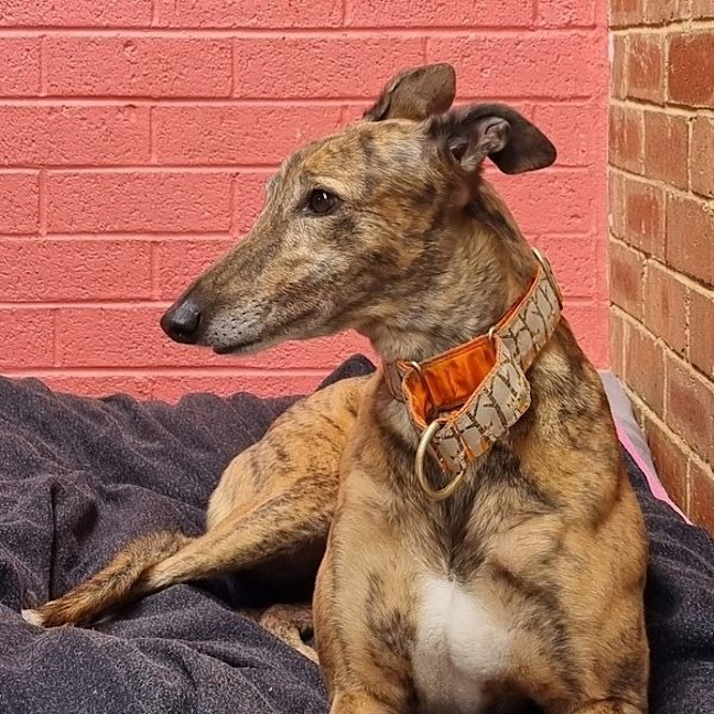 Photo of Resin The Greyhound