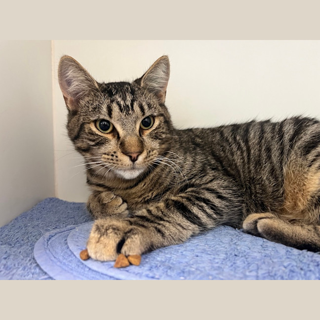 Photo of Apollo