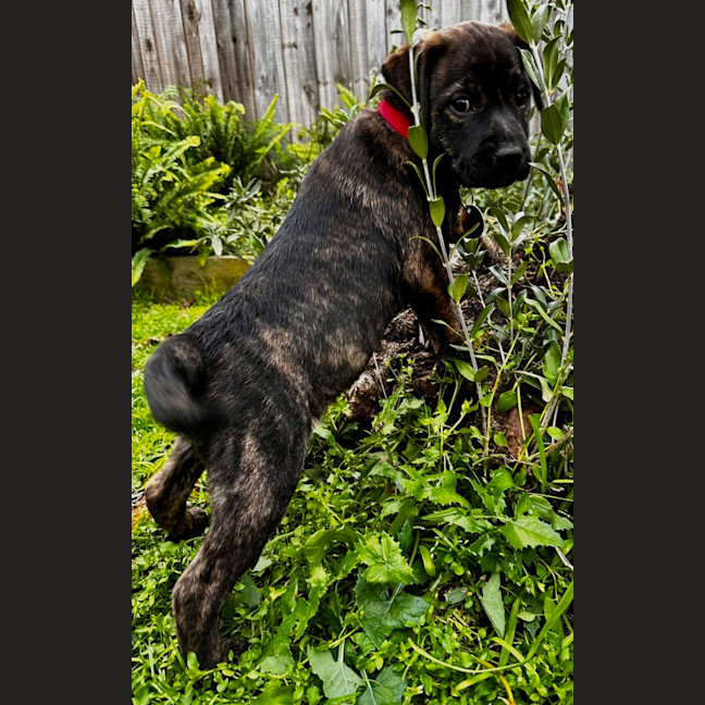 Photo of Voxx