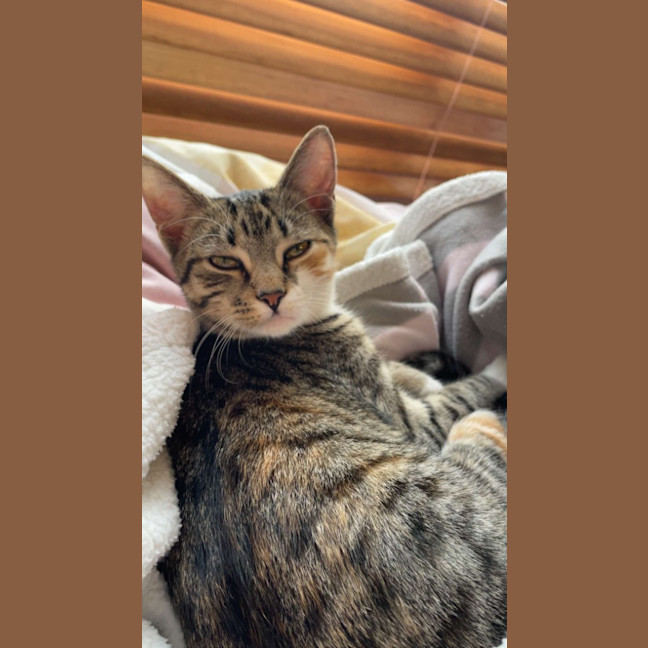 Photo of Stella