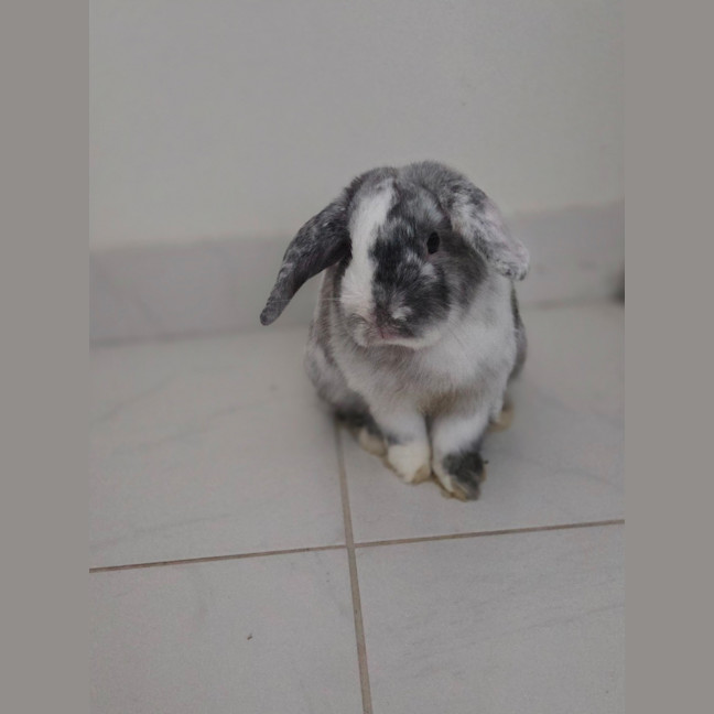 Photo of Pickles 