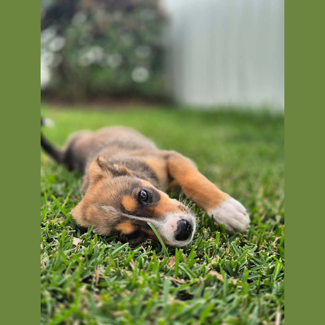 Photo of Baska   10 Week Old German Shepherd X