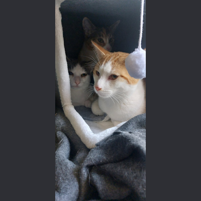 Photo of Genji