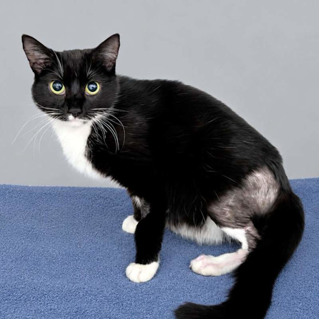 Photo of Azula