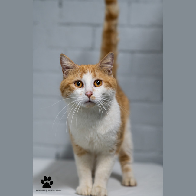 Photo of Pumpkin