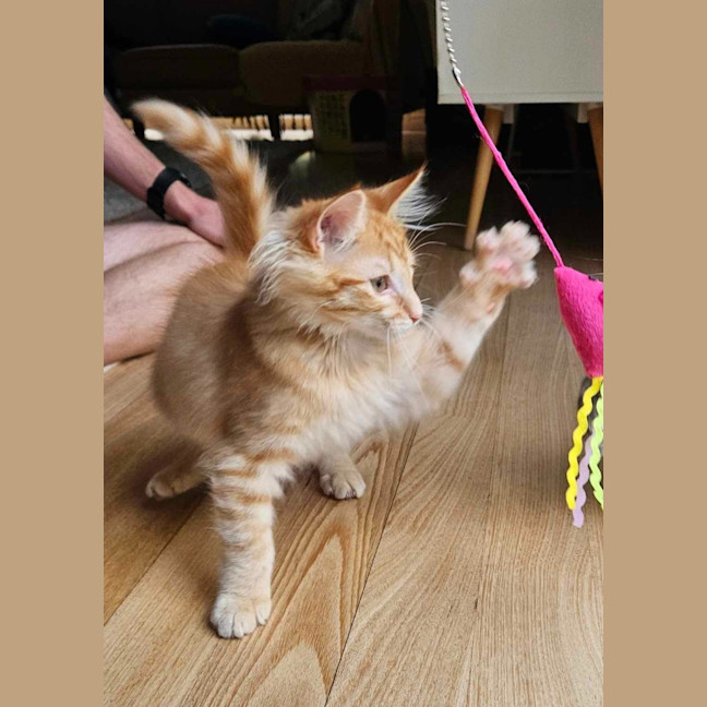 Photo of Ging