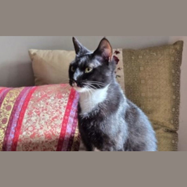 Photo of Sumi The Houdini