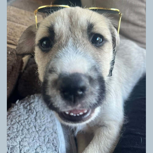 Photo of Jocelyndara