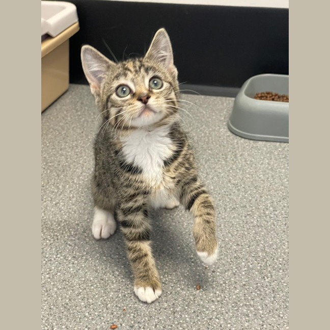 Photo of Bluebell
