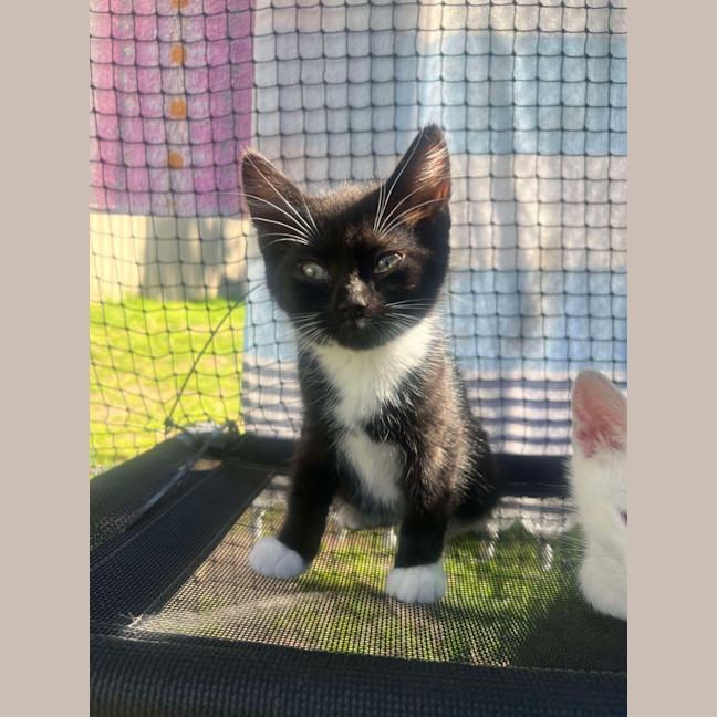 Photo of Oreo