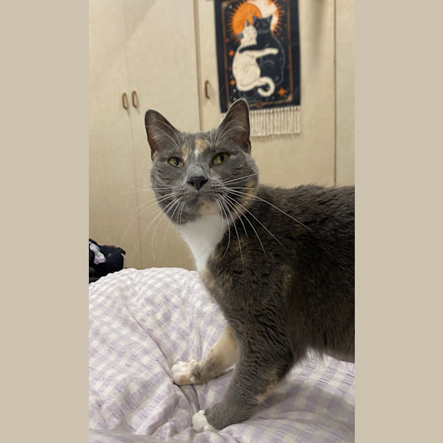 Photo of Pippa