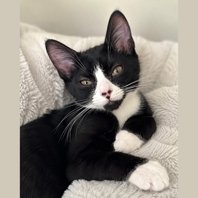 Photo of Ophelia