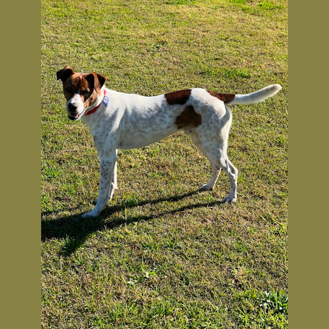 Photo of Milo   16 Month Old Jack Russell X Kelpie