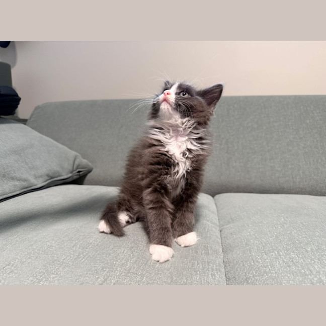 Photo of Sweet Pea
