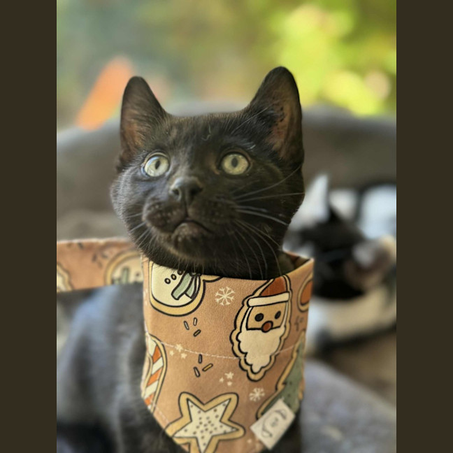 Photo of Jinx   In Foster Care In Cranbourne