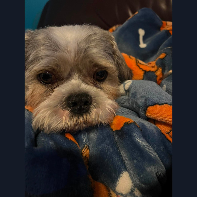 Photo of Roy   3 Year Old Maltese X Shih Tzu
