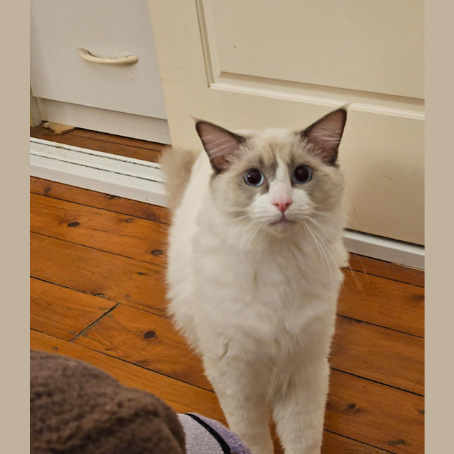 Photo of Shiro
