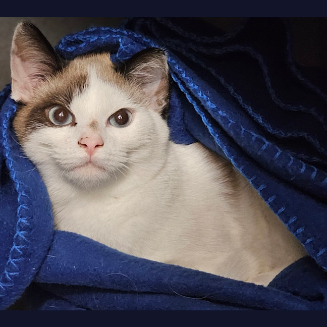 Photo of Aelia