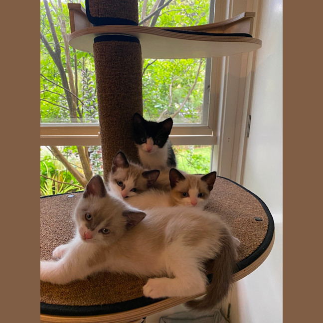 Photo of Butterscotch