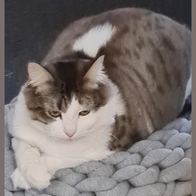 Photo of Atlas