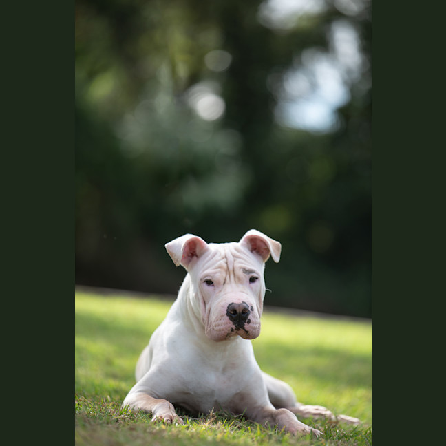 Photo of Benji