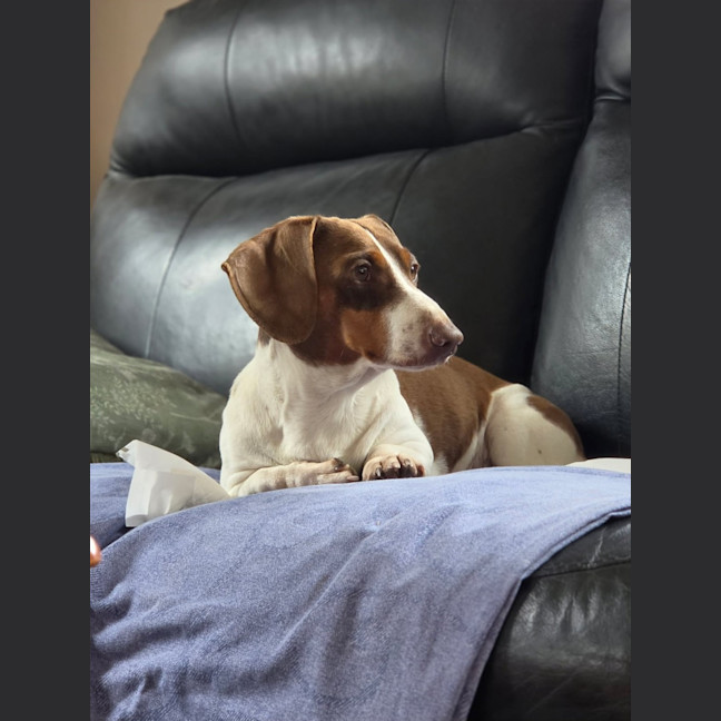Photo of Dexter