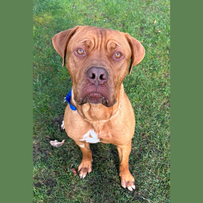 Photo of Otis