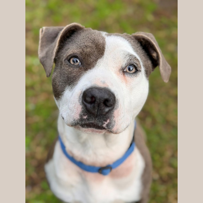 Photo of Shelby 
