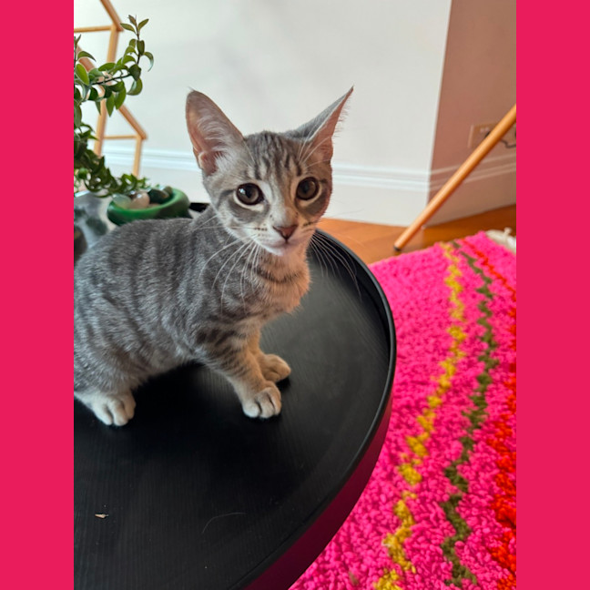 Photo of Banana Bread