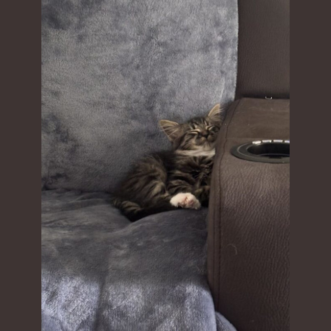 Photo of Tinkerbell