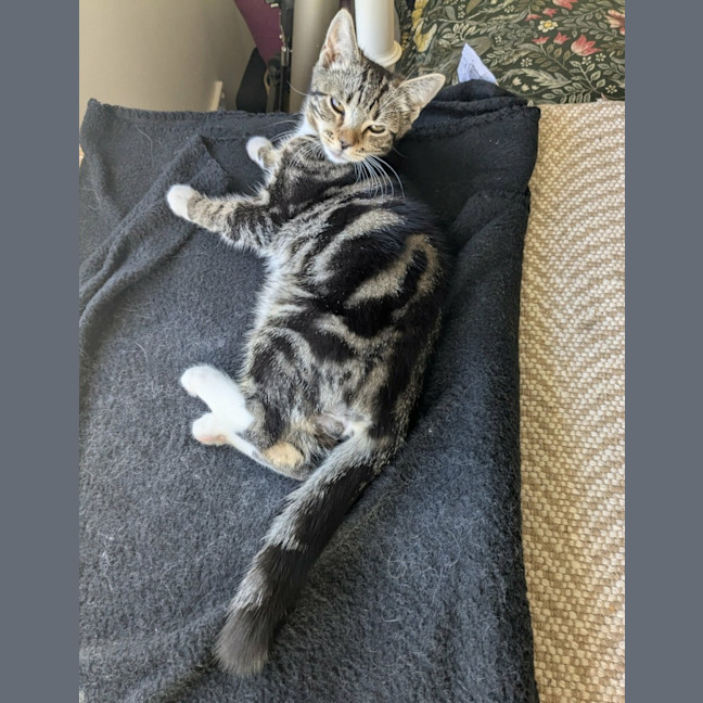 Photo of Hugo *9 Lives Project Rescue*