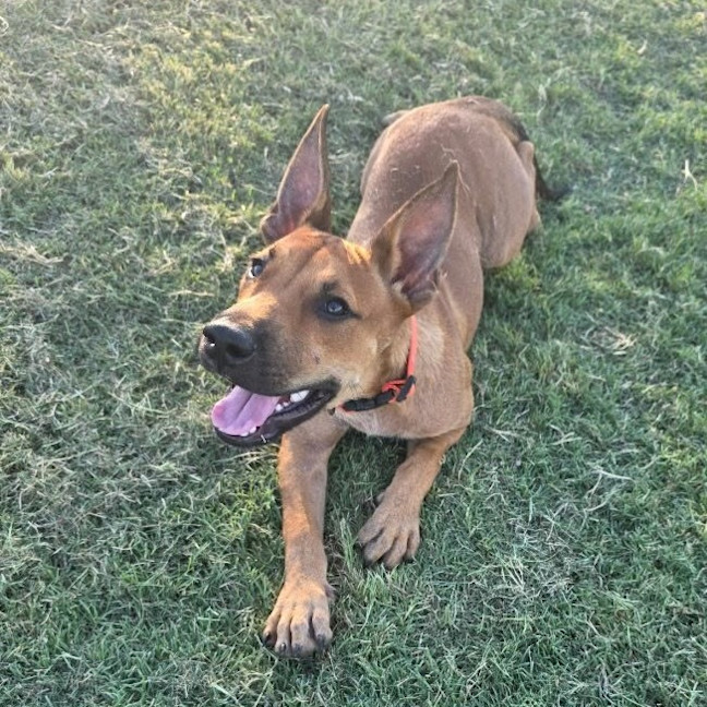Photo of Arlo