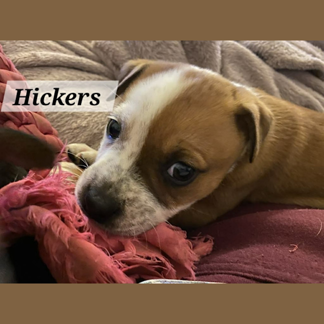 Photo of Hickers